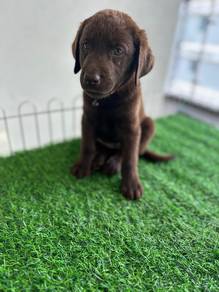 chocolate Labrador14