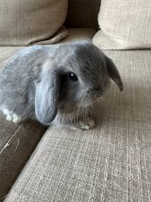 Holland Lop Male