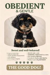 Adoption with Fee – Pure Cockerpoo Puppy