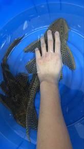 Pleco Fish (Super Big)