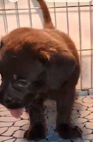 Chocolate Labrador