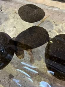 Turtle