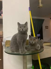 Bsh male & female to rehome