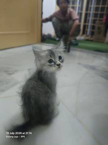 Kitten for Sale