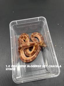 corn snake (bloodred morph)