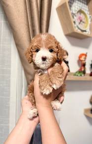 Maltipoo puppies 