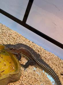 Sudan Plated Lizard