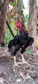 ayam Oshamo 