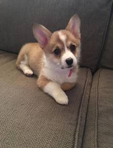 A7008 Darling Corgi adorable big ears little puppy