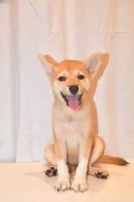 J0126 Shiba Inu Alert Eyes Pointy Ears Dog
