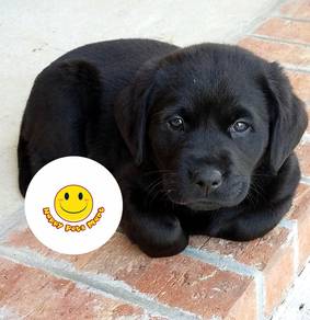 GGTT-1001 Labrador black haired puppies