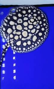 Huge Spots Super White Black Diamond SWBD Stingray
