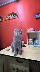 cat for sale