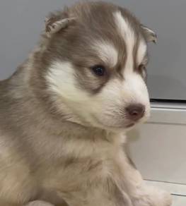 Wooly husky puppies