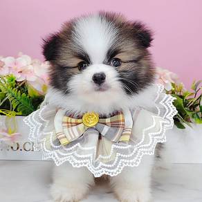 Pomeranian