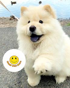 SSRR-1166 Chow Chow sweetheart puppies