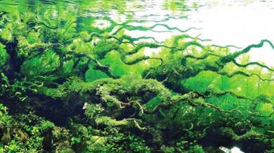 Moss for aquascape and aquarium