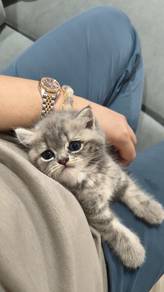 Tabby British Shorthair