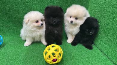 Pomeranian Male n Female Puppies BnW