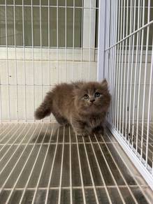 Munchkin Kaki Pendek Napoleon Kucing
