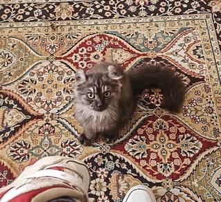American curl 