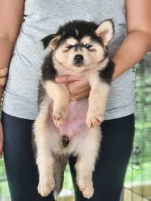 husky malamute