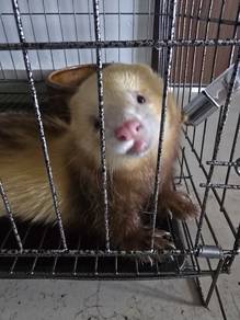 Ferret for sell