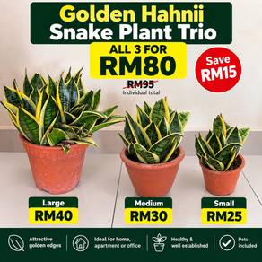 3 Golden Hahnii Snake Plants I Bundle