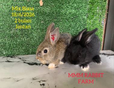 Mix Biasa