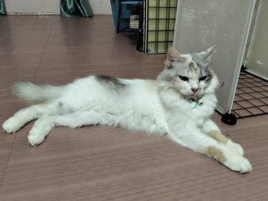Persian betina 