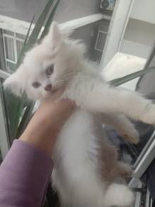 ragdoll mix parsi 