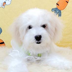 Maltese