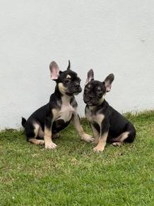Black tan Frenchier puppies