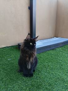 Mainecoon Purebreed Russian Import