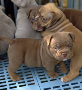 AMERICAN BULLY PUPPIES S116 🐻 Rehome Male Exotic