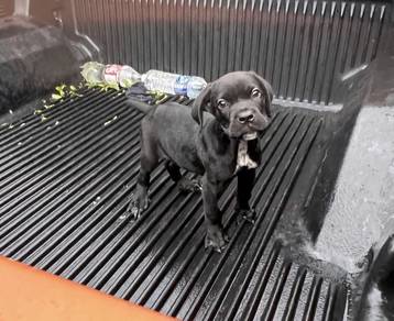 New Batch Cane Corso