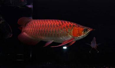 arowana blood red 17 inch -wholesale price