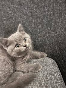 Pure Breed British Shorthair Kitten 