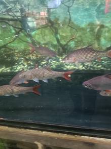 ikan sungai campur borong