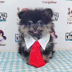 Pomeranian