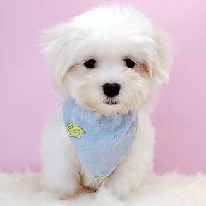 Maltipoo