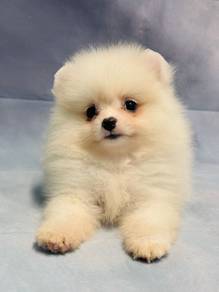 Pomeranian female rehome