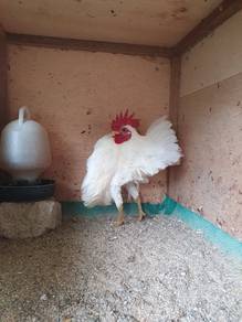 Ayam Serama Putih Sepasang