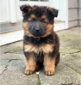 German Shepherd