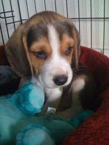 N5544 Frolicsome Beagle Smooth Coat Long Ears Dog