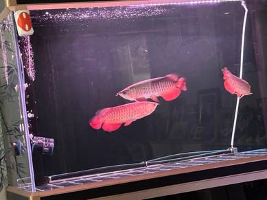 Golden Arowana 12" including a 3' Aquarium