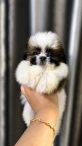Shihtzu