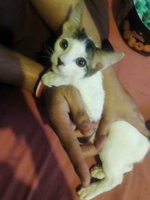 The Big-Eared Explorer: 3-Month-Old Domestic Short