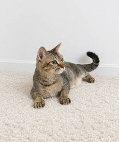 bsh x Bengal 