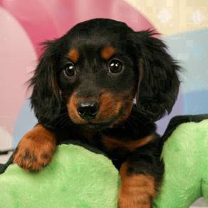 HHR_GW1222 long haired Mini Dachshund
